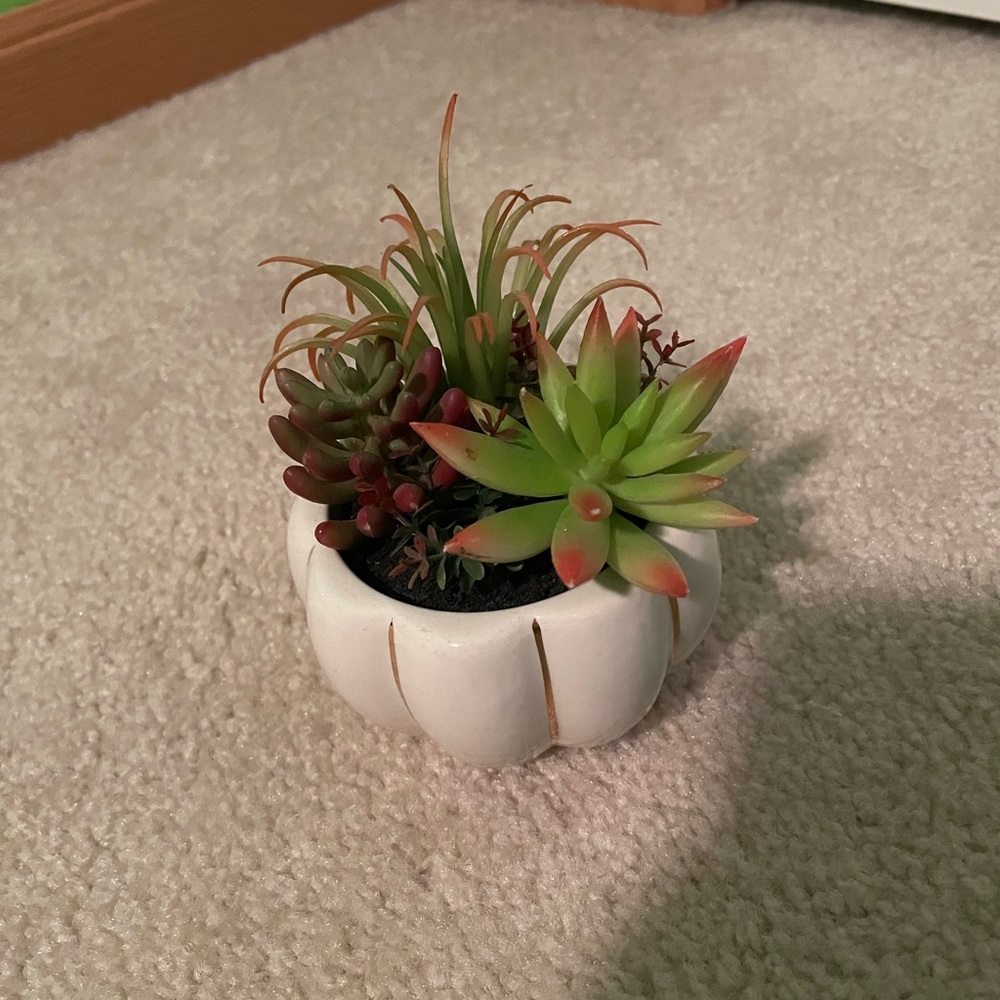 Decorative Plant